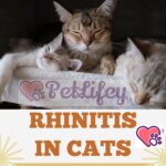 Rhinitis in cats: cause, symptoms, treatment and prevention