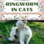 Ringworm in Cats: symptoms, treatments