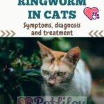 Ringworm in cats: symptoms, diagnosis and treatment