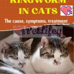 Ringworm in cats: the cause, symptoms, treatment