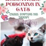 Rodenticide poisoning in cats: causes, symptoms and therapy