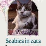 Scabies in cats: cause, symptoms, treatment