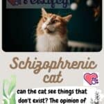 Schizophrenic cat: can the cat see things that don't exist? The opinion of the experts