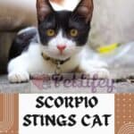 Scorpio stings Cat: dangers associated and what to do