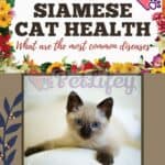 Siamese cat health: what are the most common diseases