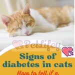 Signs of diabetes in cats: how to tell if a cat is diabetic