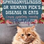 Sphingomyelinosis-or-Niemann-Picks-disease-in-cats-causes-symptoms-remedies-1a