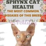 Sphynx Cat Health: the most common diseases of this breed
