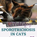 Sporotrichosis in cats: causes, symptoms and treatment