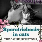 Sporotrichosis in cats: the cause, symptoms, treatment