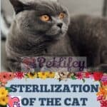 Sterilization of the Cat: what is important to know