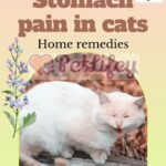 Stomach-pain-in-cats-home-remedies-1a