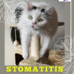 Stomatitis in cats: causes, symptoms and remedies