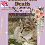 Sudden Cat Death: The Most Common Causes