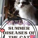 Summer diseases of the cat: the main diseases of the feline