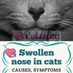 Swollen nose in cats: causes, symptoms and treatment