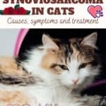 Synoviosarcoma-in-cats-causes-symptoms-and-treatment-1a