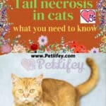 Tail-necrosis-in-cats-what-you-need-to-know-1a