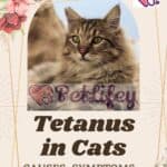 Tetanus in Cats: causes, symptoms, diagnosis, treatment