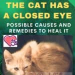 The Cat has a closed eye: possible causes and remedies to heal it