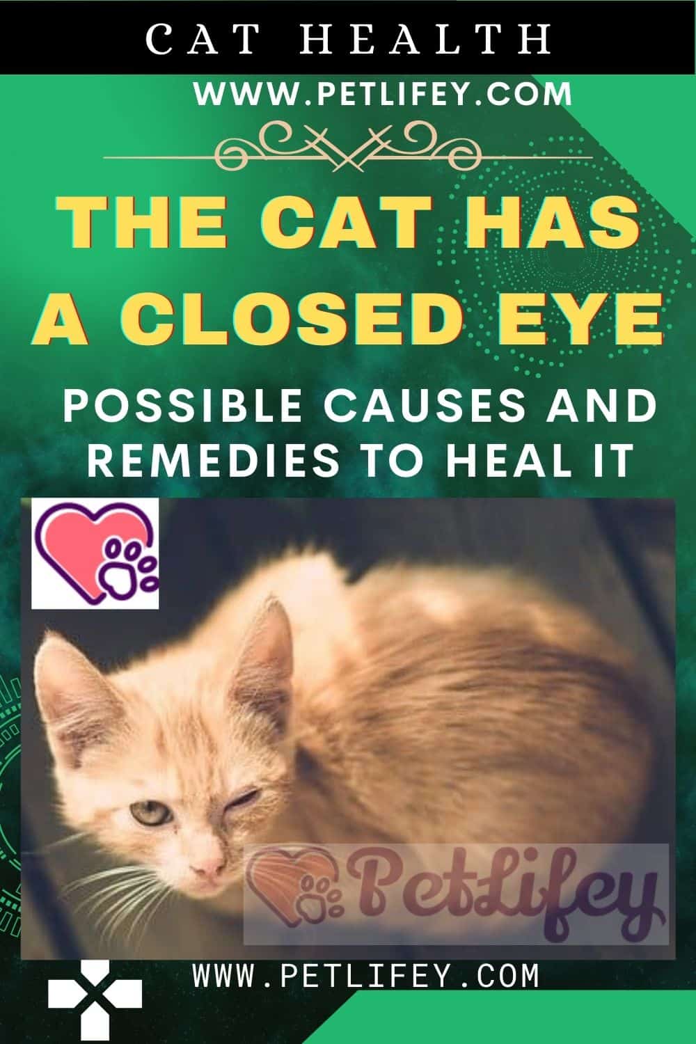 The Cat has a closed eye: possible causes and remedies to heal it - Pet ...