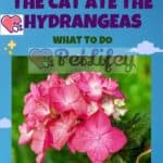 The cat ate the hydrangeas: what to do