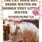 The cat does not drink water or drinks very little water: the reasons and what to do
