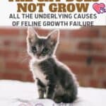 The cat does not grow: all the underlying causes of feline growth failure