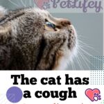 The cat has a cough: causes, diagnosis and treatment