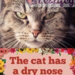 The cat has a dry nose: reasons and remedies