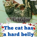 The cat has a hard belly: causes and remedies