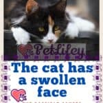 The cat has a swollen face: the possible causes and how to treat it
