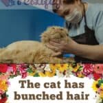 The cat has bunched hair: causes and remedies