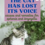 The cat has lost its voice: causes and remedies for aphonia and laryngitis