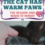 The cat has warm paws: the reason and when to worry