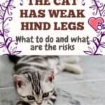 The cat has weak hind legs: what to do and what are the risks