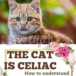 The cat is celiac: how to understand and treat the cat's gluten intolerance