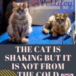 The cat is shaking but it is not from the cold: what to do
