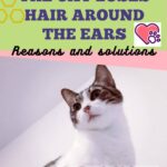 The cat loses hair around the ears: reasons and solutions