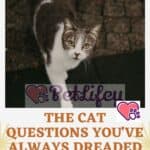 The-cat-questions-youve-always-dreaded-asking-the-vet-1a