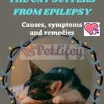 The-cat-suffers-from-epilepsy-causes-symptoms-and-remedies-1a