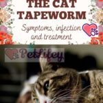 The cat tapeworm: symptoms, infection and treatment