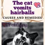 The-cat-vomits-hairballs-causes-and-remedies-1a