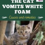 The cat vomits white foam: causes and remedies