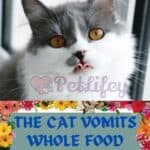 The cat vomits whole food: causes and solutions