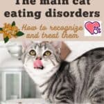 The main cat eating disorders: how to recognize and treat them