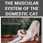 The muscular system of the domestic cat