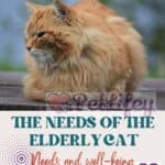 The needs of the elderly cat: needs and well-being