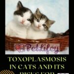 Toxoplasmosis in cats and its risks for humans