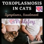 Toxoplasmosis in cats: symptoms, treatment